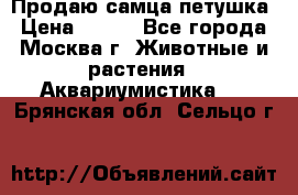 Продаю самца петушка › Цена ­ 700 - Все города, Москва г. Животные и растения » Аквариумистика   . Брянская обл.,Сельцо г.